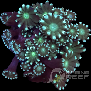 Neon Green Alveopora frag