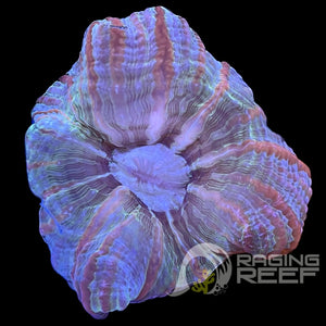 Indophyllia