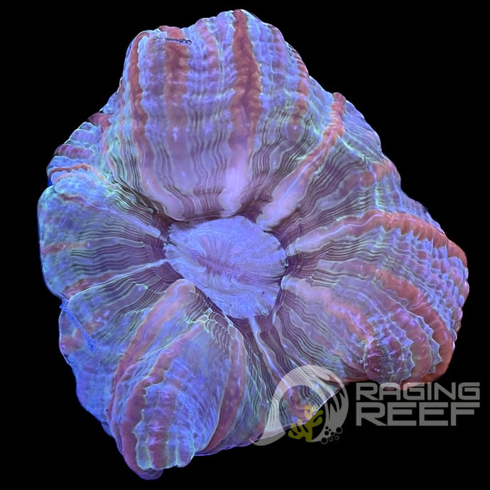 Indophyllia