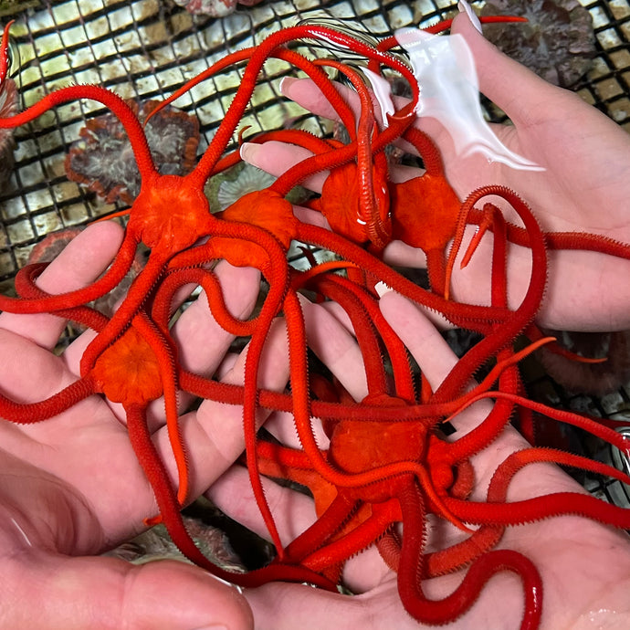  Serpent Starfish Rouge