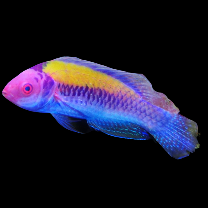 Orange back Wrasse