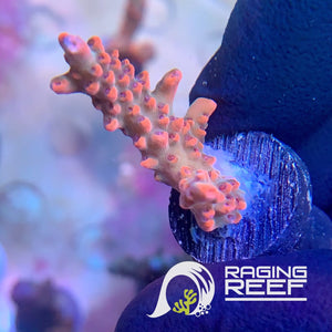 Blaze of Glory Acropora frag