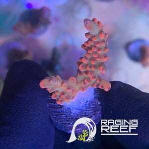 Blaze of Glory Acropora frag