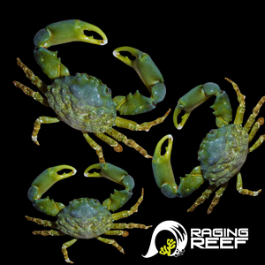 Crabe émeraude