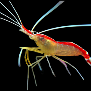Cleaner Shrimp Small