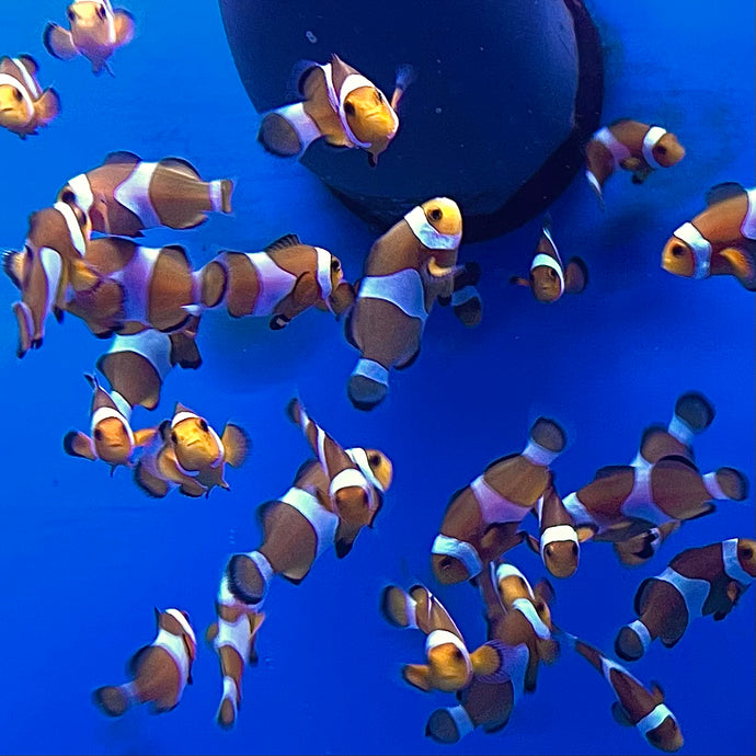Orange ocellaris clown