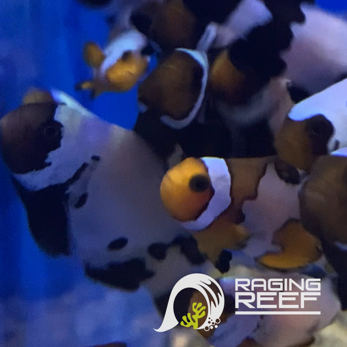Snowflake Orange&Black ocellaris clown