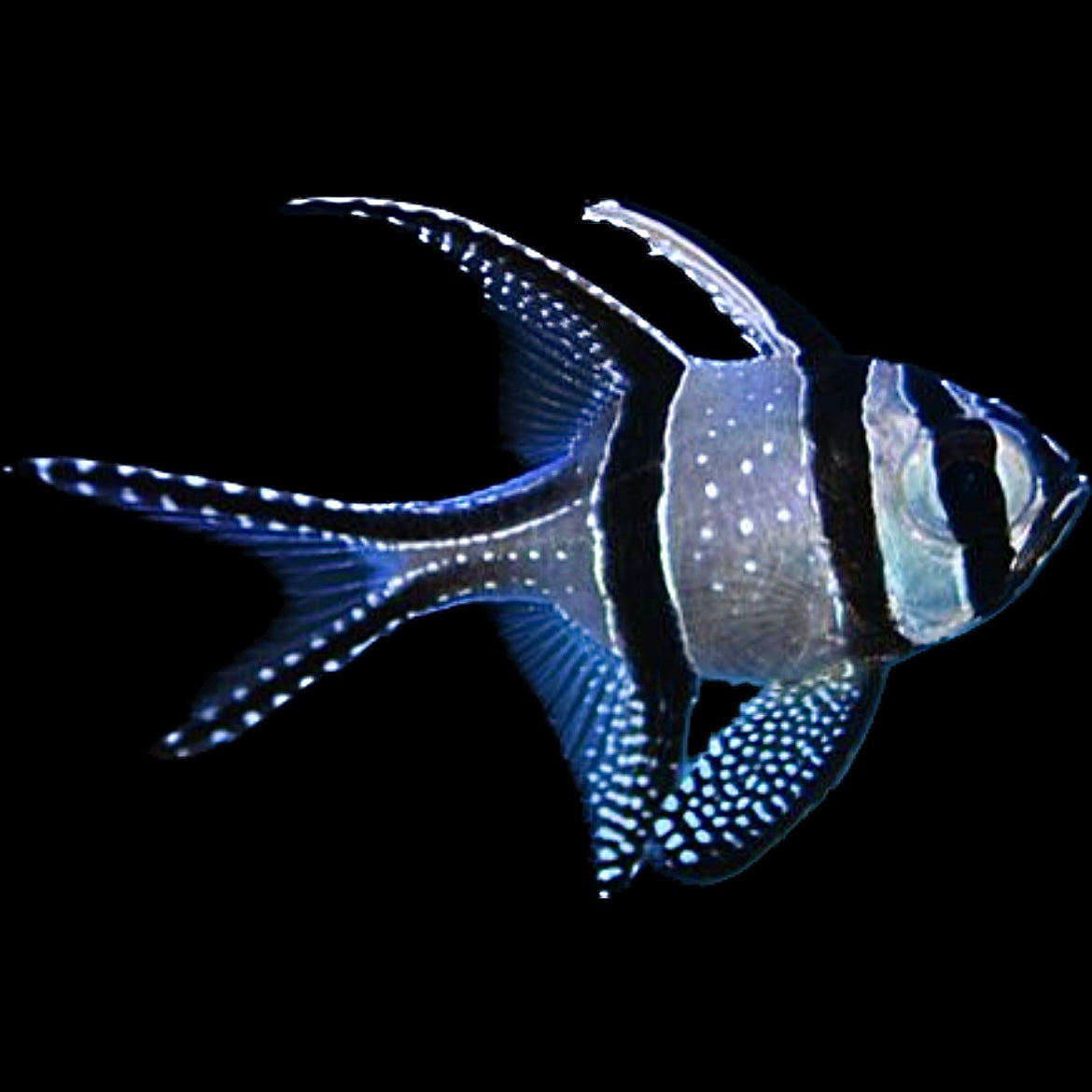 Fish – Raging Reef