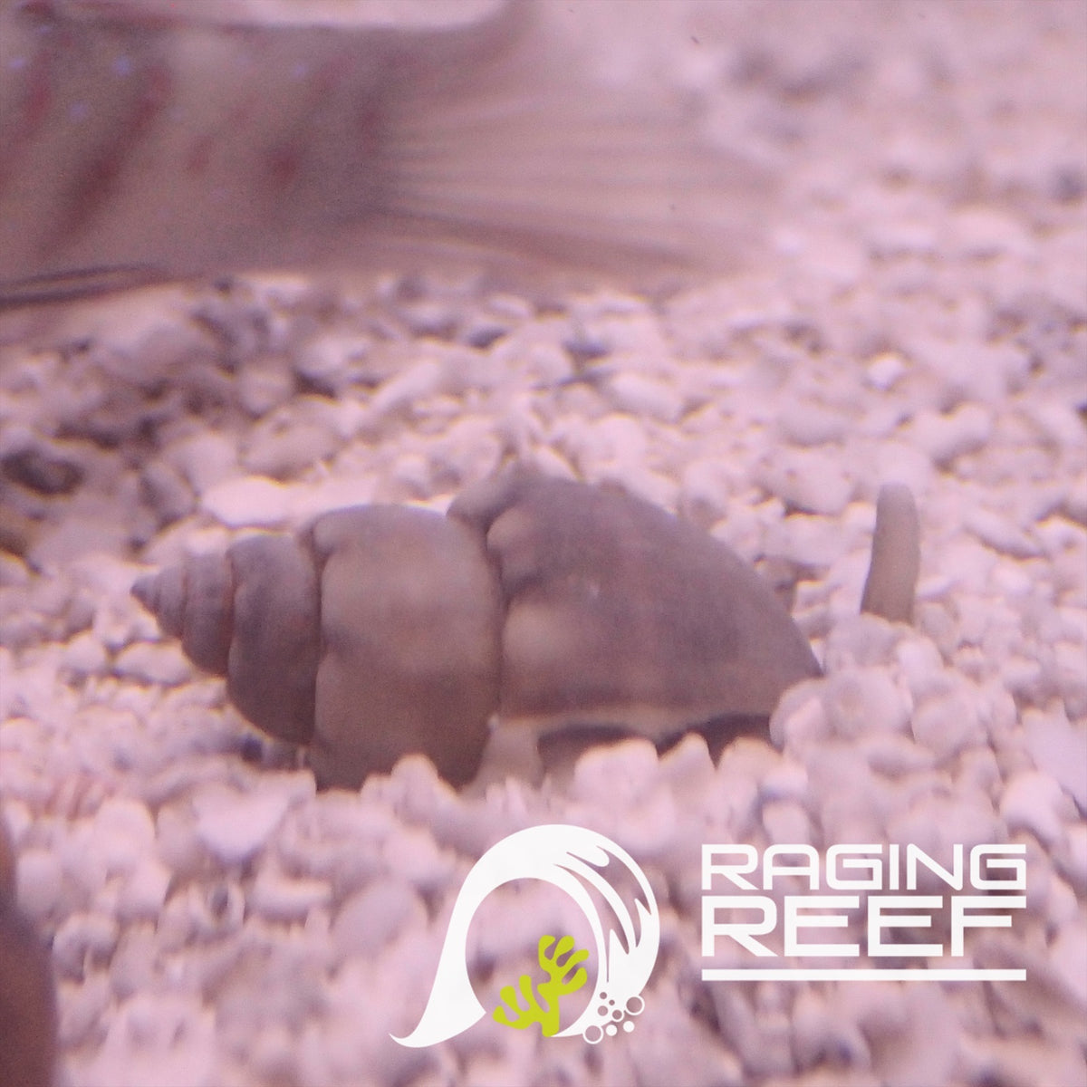Nassarius Snail – Raging Reef