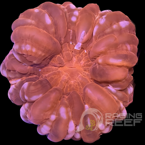 Red Cynarina