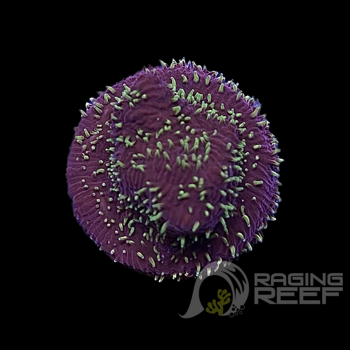 Freak Hair Pavona frag