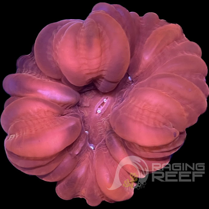 Red Cynarina