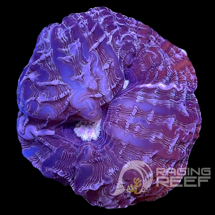 Indophyllia