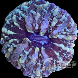 Indophyllia
