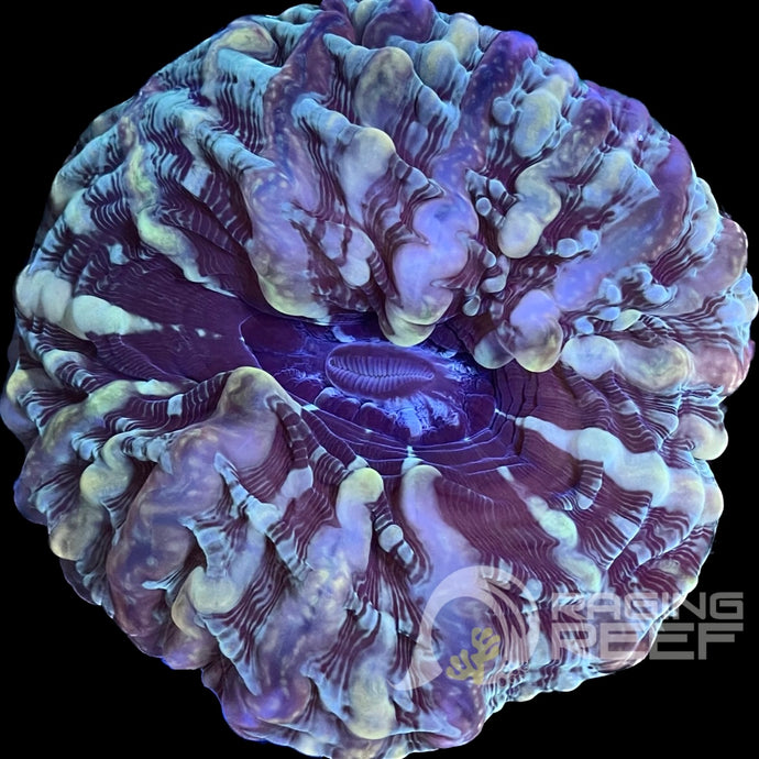 Indophyllia