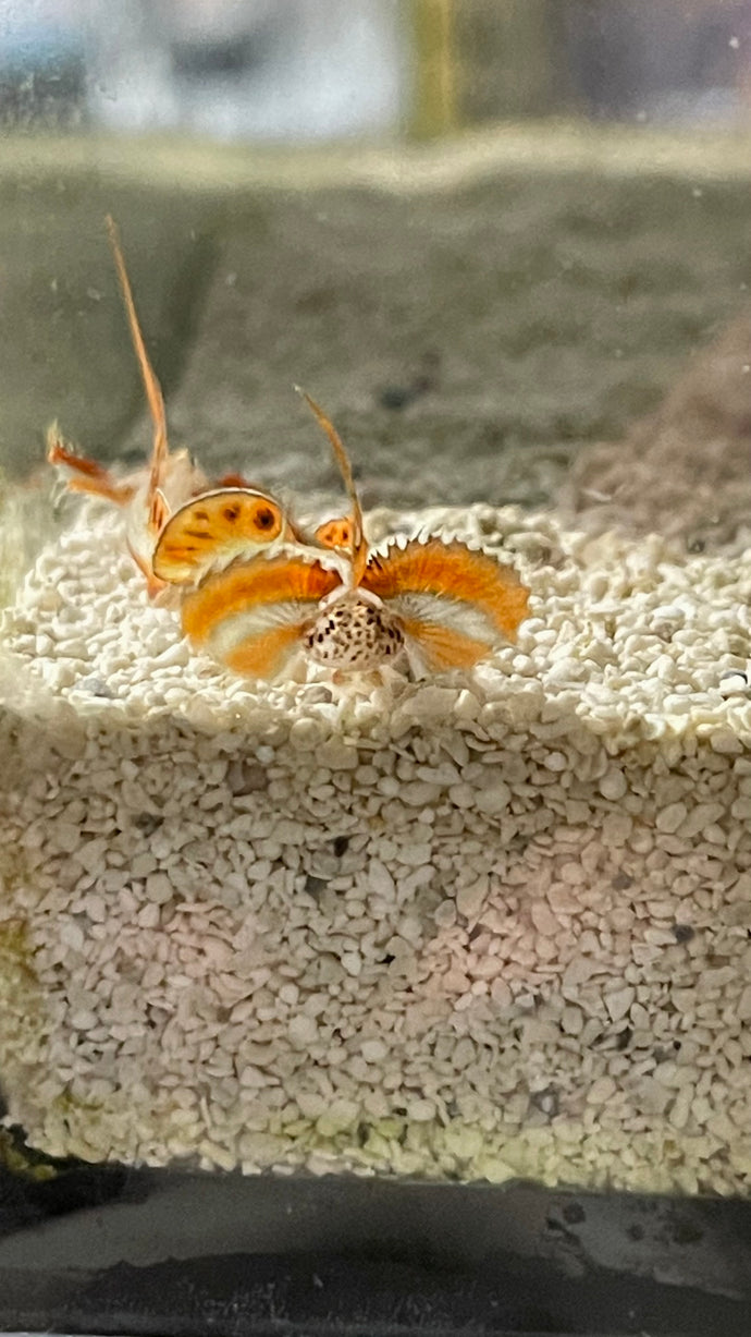 Flame fin prawn goby Pair