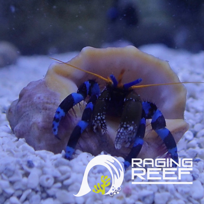 Electric Blue Hermit Crab (Calcinus elegans)