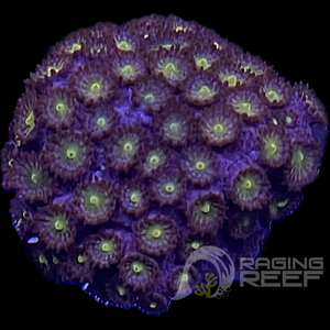 Purple Cyphastrea Frag