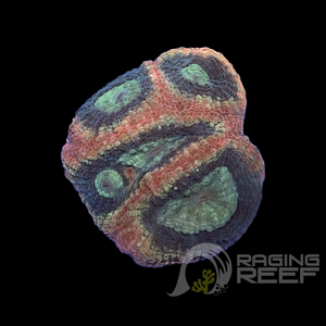 Prism Favia frag