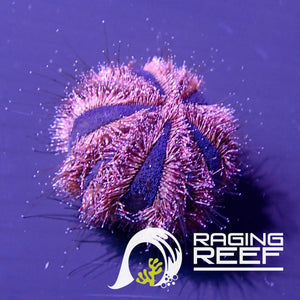 Tuxedo Urchin (Mespilia cf globulus)