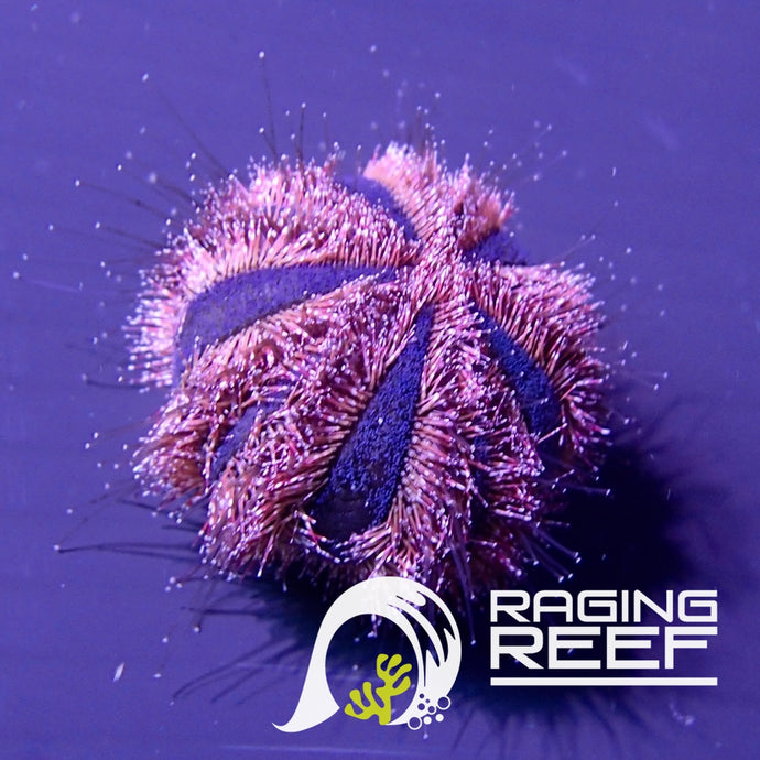Tuxedo Urchin (Mespilia cf globulus)