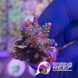 Garf Bonsai Acropora frag