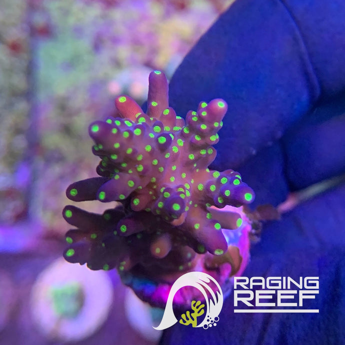 Garf Bonsai Acropora frag