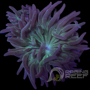 Duncan Frag