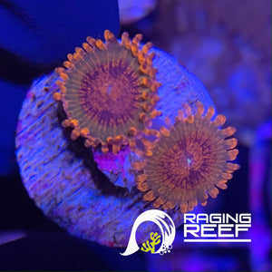 Speckled Krak zoas
