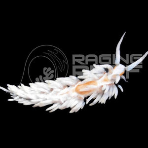 Berghia Nudibranch Adulte