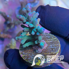 Load image into Gallery viewer, Hawkins Echinata Acropora frag

