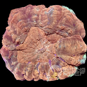 Acanthophyllia