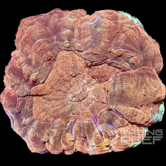 Acanthophyllia
