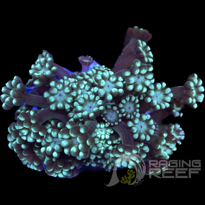 Green Alveopora frag