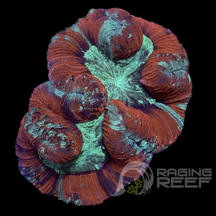 Red Wellso