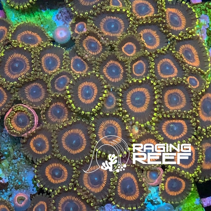 Sunflower Zoas frag