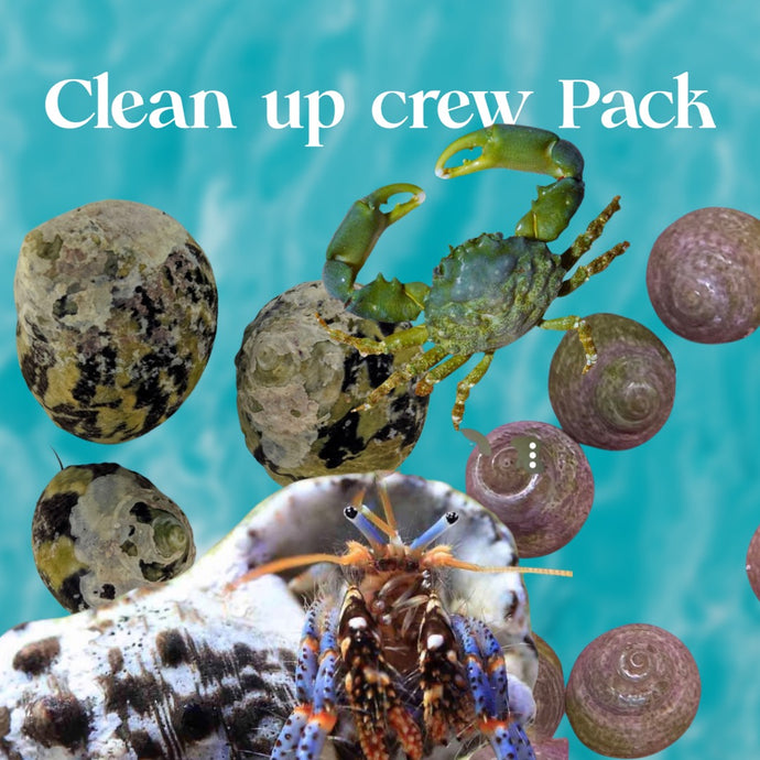 Clean up Crew Pack