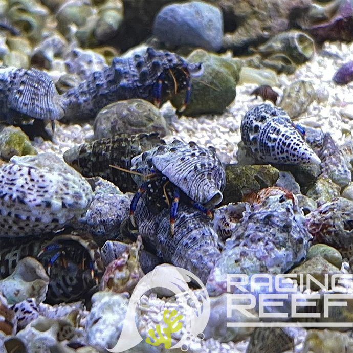 Blue Leg Hermit (Clibanarius Tricolor)