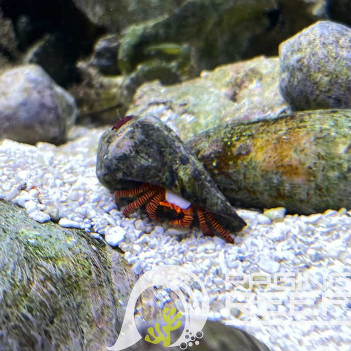 Halloween Hermit