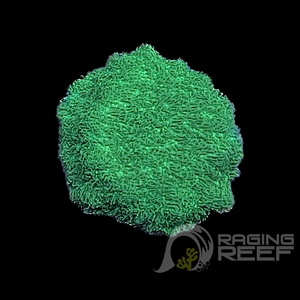 Neon Green Cyphastrea