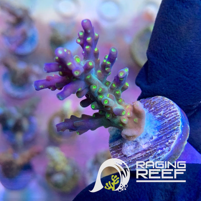 Ultimate Bonsai Acropora frag