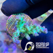 Load image into Gallery viewer, Pearlberry Acropora frag
