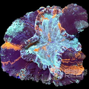 Acanthophyllia