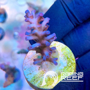 IceFire Echinata Acropora frag