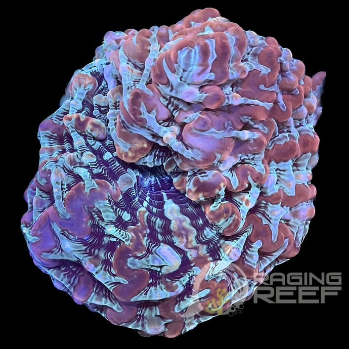 Rainbow Indophyllia