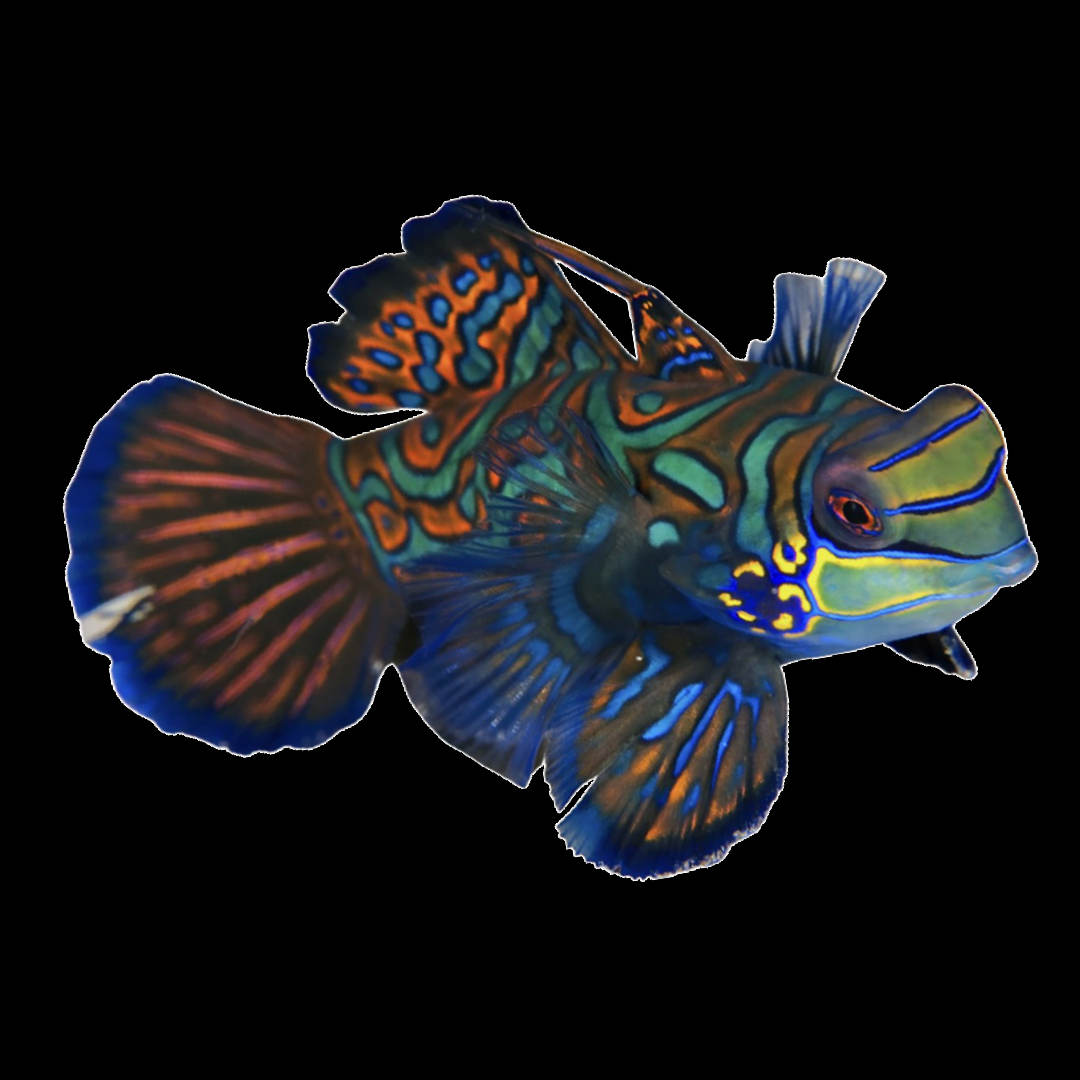 Fish – Raging Reef