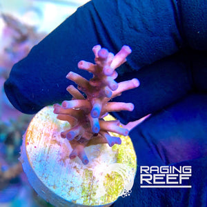 IceFire Echinata Acropora frag