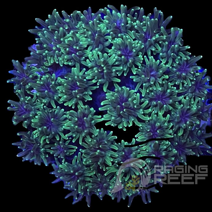 Galaxea Coral Frag
