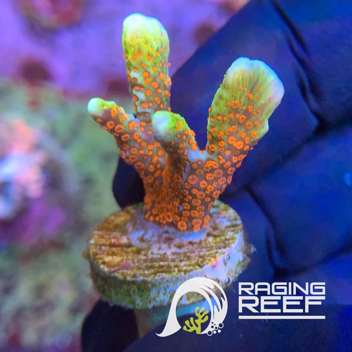 Incendie de forêt Montipora digitata
