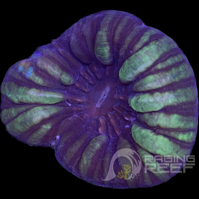 Bicolor Cynarina